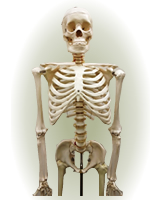 �̊��E�咰�֐�